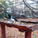 photo 2022-10-23 07-41-28