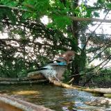 photo 2022-04-29 13-33-24 szajko