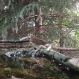 photo 2023-06-27 07-31-54 fulemule