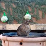 photo 2024-01-26 08-42-29 2