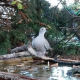 photo 2022-10-17 17-01-38 galamb