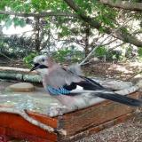 photo 2022-06-20 18-26-29 szajko