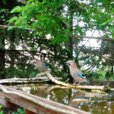 photo 2022-04-30 13-43-40 szajkok