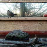 photo 2022-02-13 07-12-53