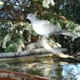 photo 2022-10-17 08-44-08 galamb