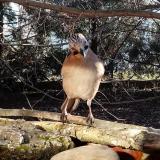 photo 2022-02-24 08-20-44 szajko