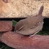 photo 2023-12-11 08-56-01 okorszem