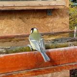 photo 2022-11-20 10-24-14 szencinege