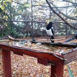 photo 2022-10-23 07-42-05