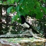 photo 2022-05-12 11-41-25 szarka