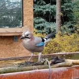 photo 2022-11-20 10-53-22 szajko