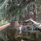 photo 2023-06-27 07-31-17 fulemule