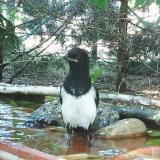 photo 2022-05-26 16-38-12 szarka