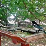 photo 2022-05-23 11-49-43 szarka