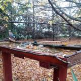 photo 2022-10-23 07-28-53