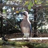 photo 2022-10-17 08-52-36 szajko