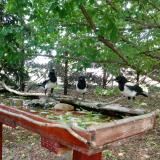 photo 2022-05-23 12-37-35 szarkak