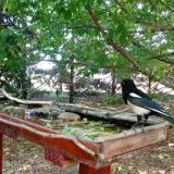 photo 2022-05-23 11-49-22 szarka