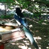 photo 2022-06-01 16-39-55 tarka