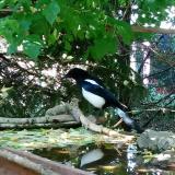 photo 2022-05-12 11-41-17 szarka