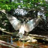 photo 2022-04-18 13-46-51 galamb