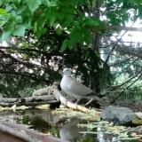 photo 2022-05-08 17-03-06 galamb