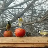 photo 2022-02-05 12-04-06 alman allo