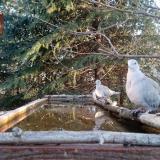 photo 2023-03-19 06-36-29