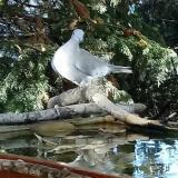 photo 2022-10-17 08-40-45 galamb