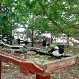 photo 2022-05-23 12-34-48 szarkak