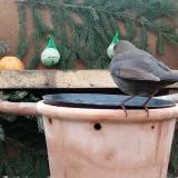 photo 2024-01-13 09-49-03