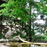 photo 2022-04-30 13-43-48 szajkok