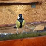 photo 2022-10-26 08-51-33 cinege