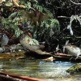 photo 2022-10-17 11-53-18 verebek