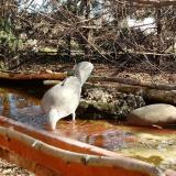 photo 2022-02-17 10-23-48-gerle