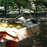 photo 2022-07-27 15-20-55 szajko