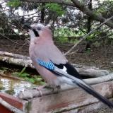 photo 2022-04-18 06-22-27 szajko