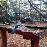 photo 2022-10-23 07-15-36