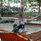 photo 2022-06-20 18-27-01 szajko