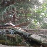 photo 2023-06-27 07-31-42 fulemule