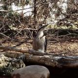 photo 2022-02-24 10-43-41 balkani