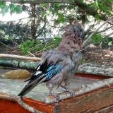 photo 2022-06-20 18-27-13 szajko