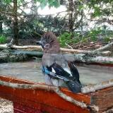 photo 2022-06-20 18-27-07 szajko