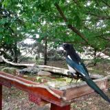 photo 2022-05-23 15-52-50 szarka