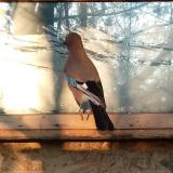 photo 2022-02-10 13-19-25-szajko