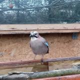 photo 2022-11-20 08-43-16 szajko