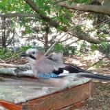 photo 2022-06-20 18-26-24 szajko