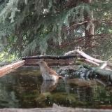 photo 2023-06-27 07-31-37 fulemule