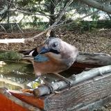 photo 2022-10-17 08-52-11 szajko