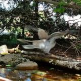 photo 2022-04-18 13-03-54 galamb